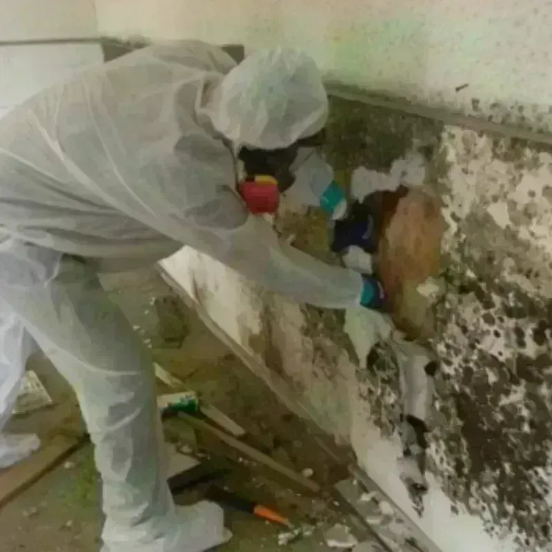 Mold Remediation and Removal in Fallon County, MT